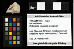 Foto (Objekt + Etiketten) von Decapoda indet. 